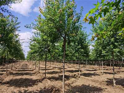 元宝枫基地分享元宝枫叶子有哪些作用